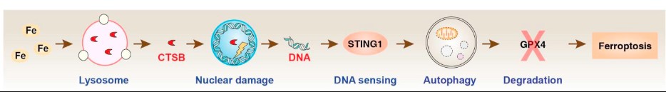 Schematic depiction of the role of CTSB in ferroptosis by activating STING1-dependent autophagy.jpg